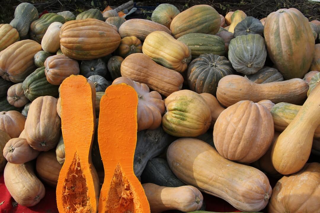 🌱🎃 Bal Kabağı Üreticisine Yerinde Ziyaret!İl Tarım Ve Orman Müdürü Mehmet Tuğrul, Teknik Ekibi (4)