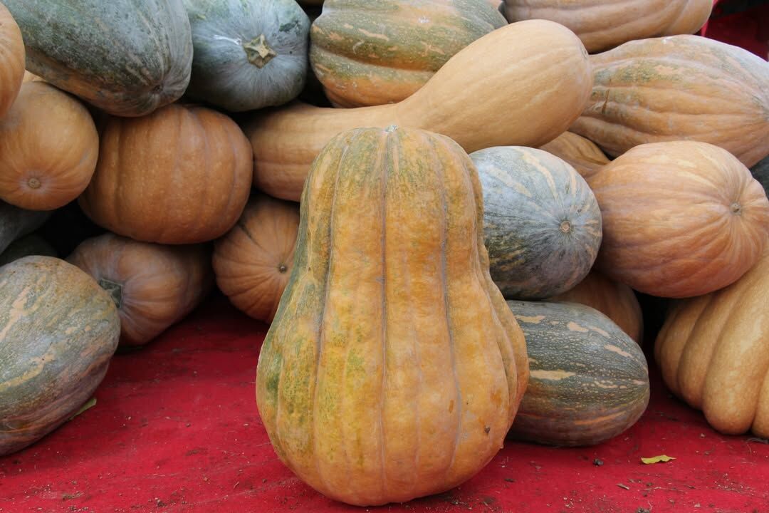 🌱🎃 Bal Kabağı Üreticisine Yerinde Ziyaret!İl Tarım Ve Orman Müdürü Mehmet Tuğrul, Teknik Ekibi (5)