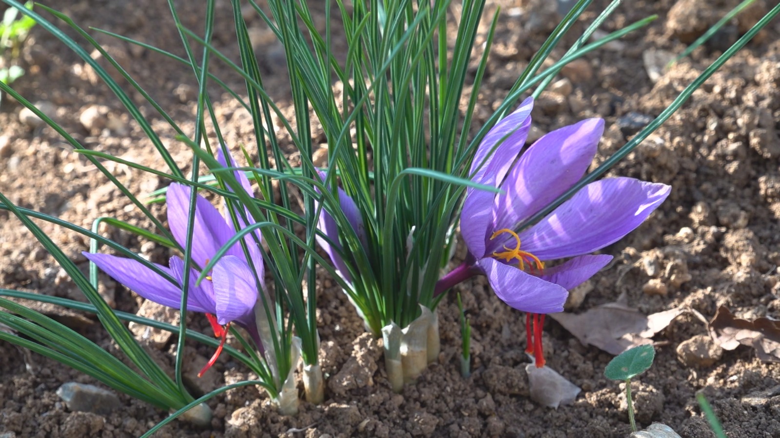 Whatsapp Image 2025 11 05 At 12.12.50 (2)