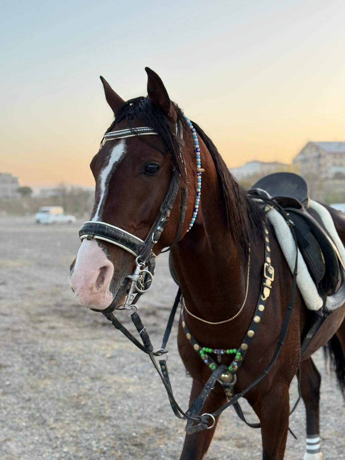 Whatsapp Image 2025 11 11 At 09.39.21