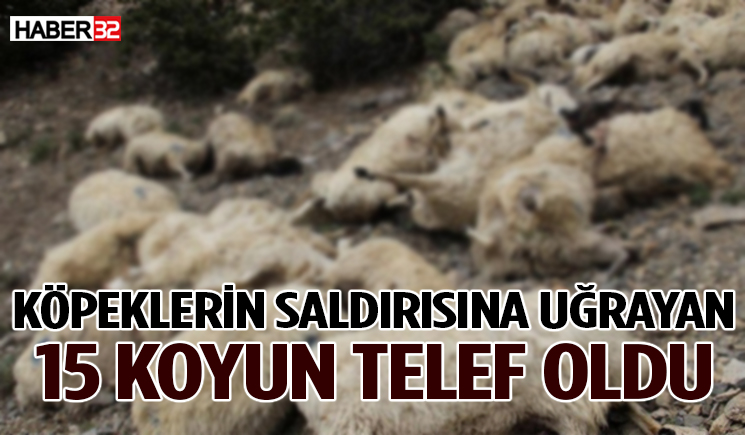 Köpeklerin saldırısına uğrayan 15 koyun telef oldu