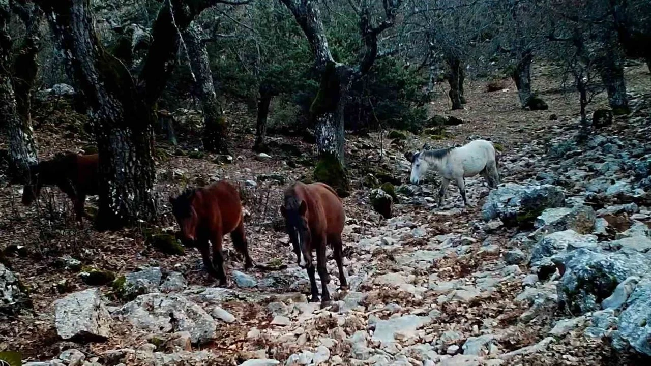 Kovada Golu Milli Parkinda Yaban Hayati Fotokapana Yansidi