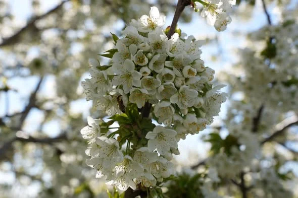 Ispartada Kiraz Bahcelerinde Zirai Don Incelemesi 4