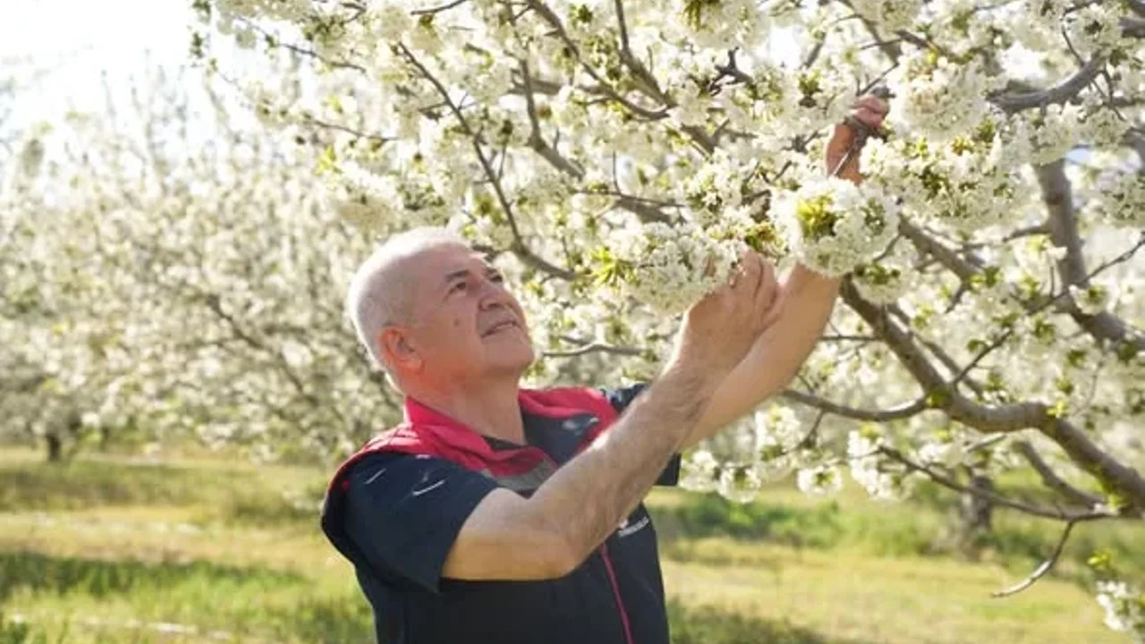 Ispartada Kiraz Bahcelerinde Zirai Don Incelemesi 5