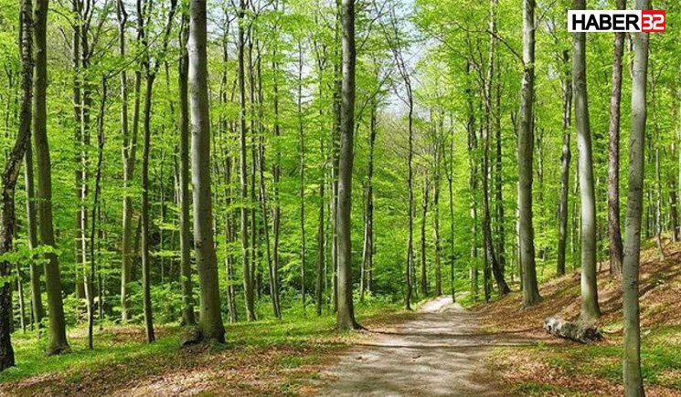 Ulusal Orman Envanteri Hizmeti Alınacaktır