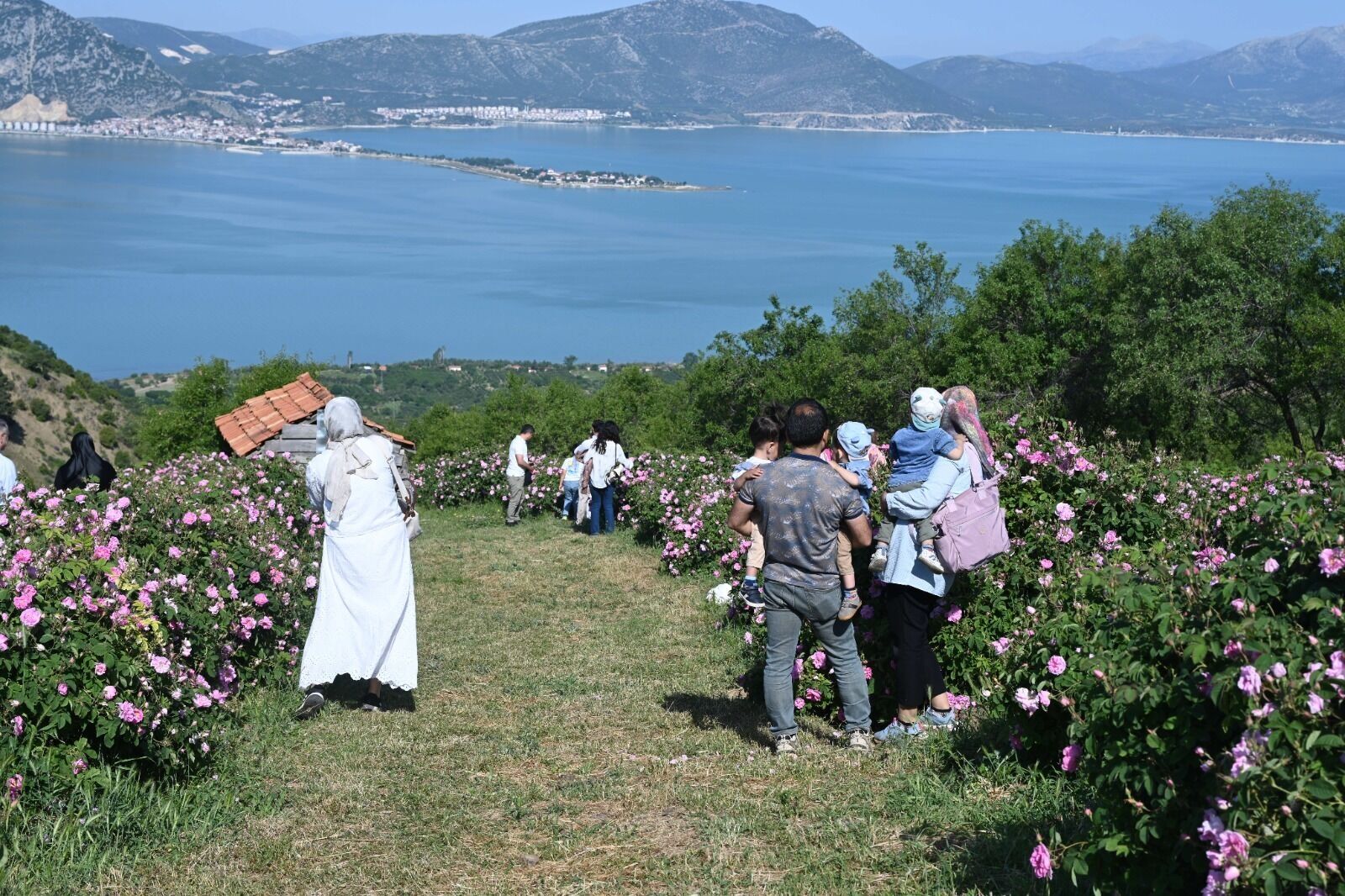 Festival Gül2