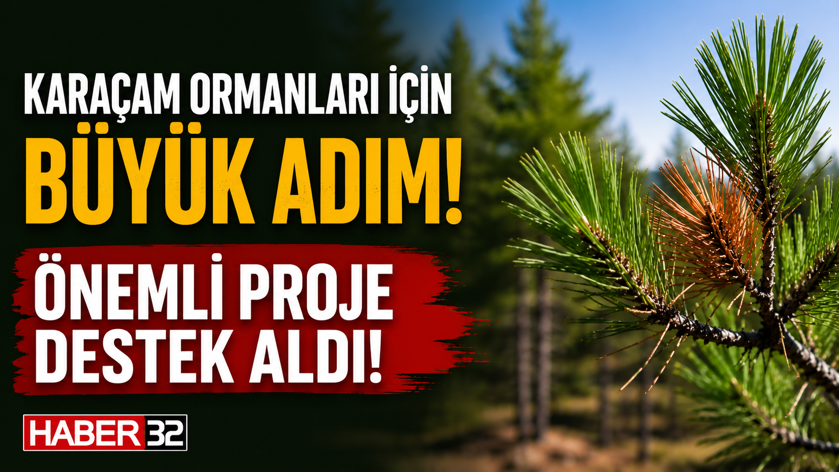 ISUBÜ’lü Akademisyenin ‘Karaçam Ormanlarını Koruyacak Proje’sine TÜBİTAK Desteği!