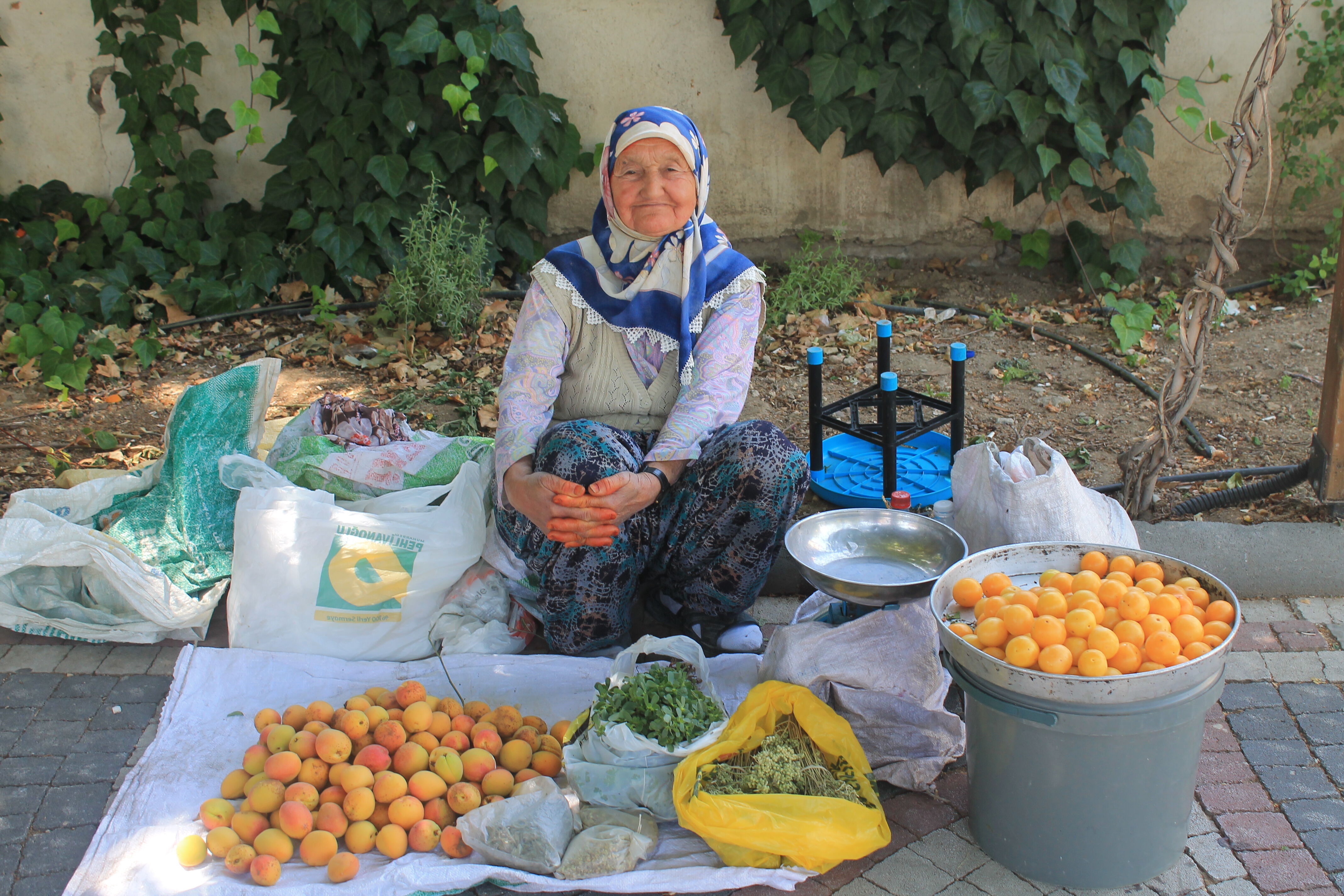 Kayısı-1
