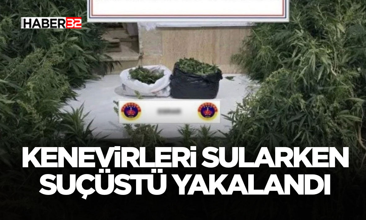 Kenevirleri sularken suçüstü yakalandı