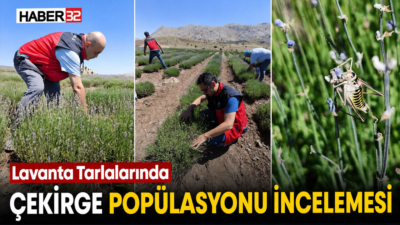 Lavanta Tarlalarında Çekirge Popülasyonu İncelemesi