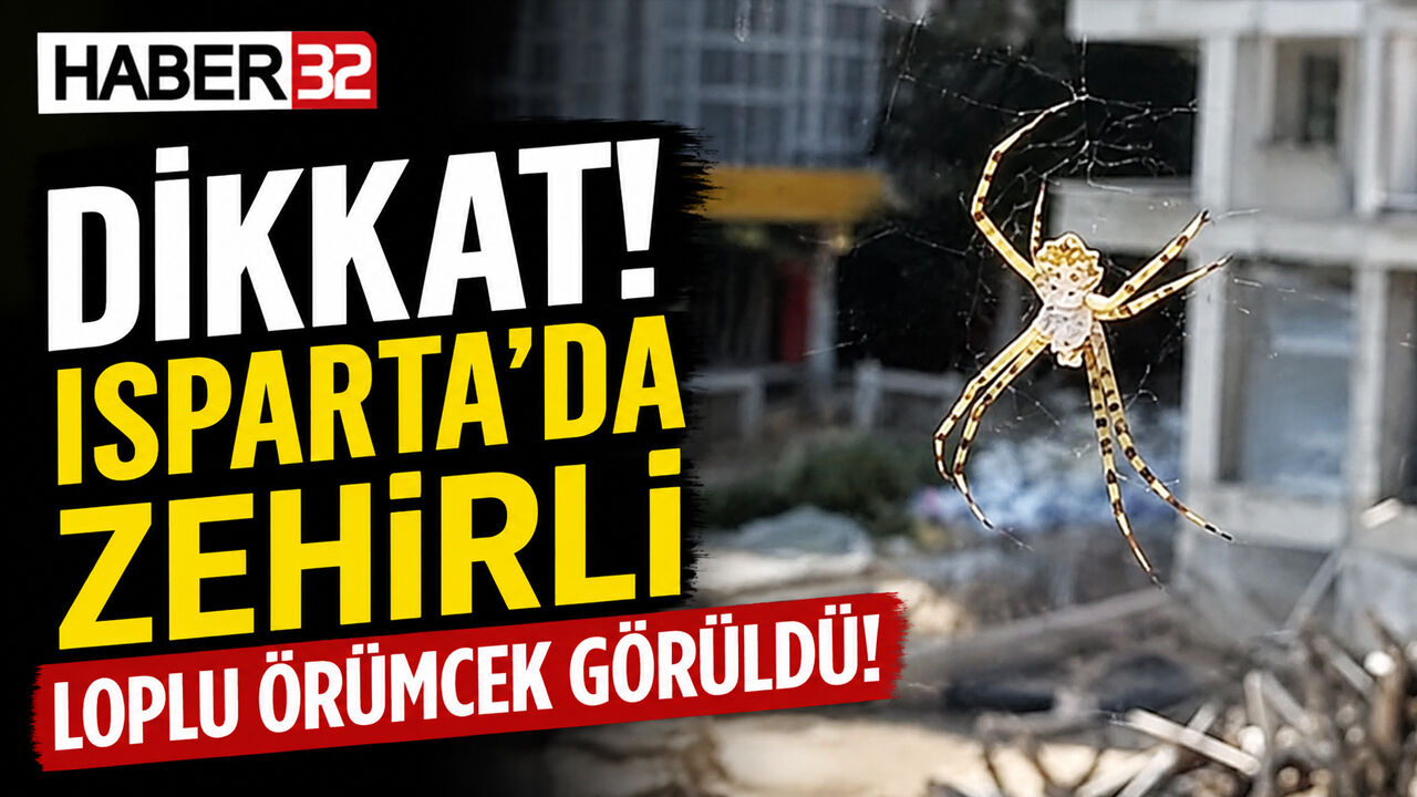 Isparta’da Zehirli Loplu Örümcek Görüldü!