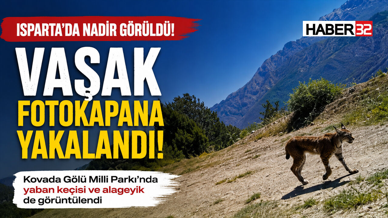 Isparta'da Nadir Görülen Vaşak Kamerada!