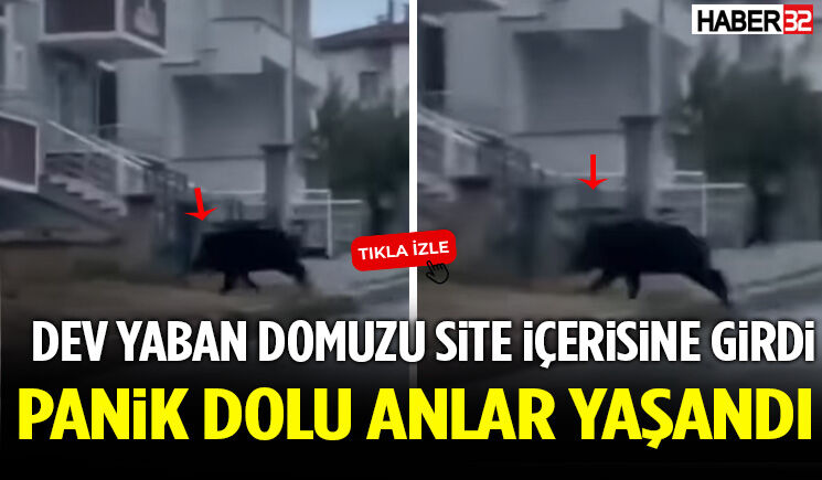 Isparta’da Yaban Domuzu Paniği!